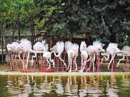 Bird Garden of Isfahan