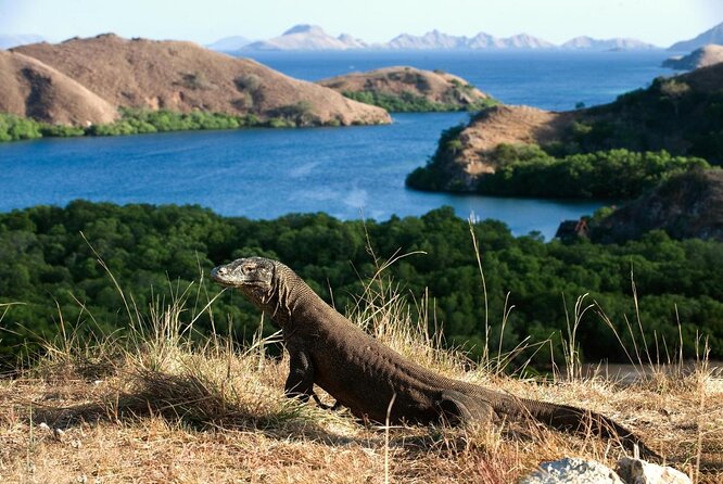 Misteri Fosil dan Cerita Mistis di Pulau Komodo, Nusa Tenggara Timur